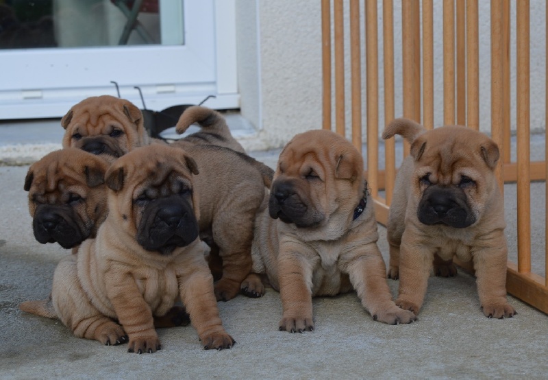 chiot 2014