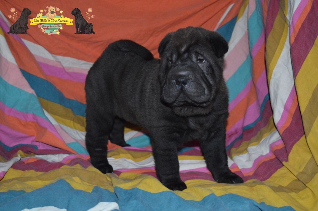 Des Mille Et Une Saveurs - Shar Pei - Portée née le 16/08/2019