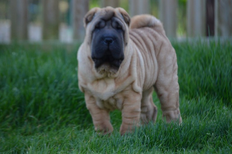 Des Mille Et Une Saveurs - Shar Pei - Portée née le 27/01/2014
