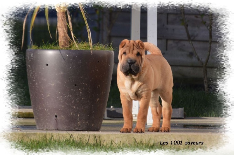Des Mille Et Une Saveurs - Shar Pei - Portée née le 08/10/2015