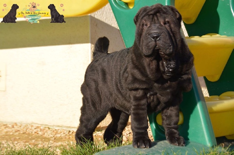 Des Mille Et Une Saveurs - Shar Pei - Portée née le 23/10/2016