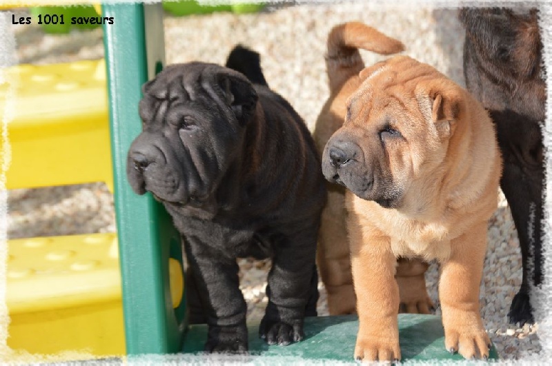 Des Mille Et Une Saveurs - Shar Pei - Portée née le 02/01/2015